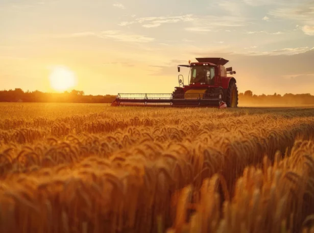 harvesting-wheat-sunset-tractors-evening-work.jpg